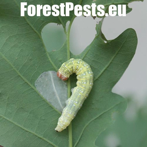 M&ocirc;rka dubov&aacute;