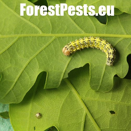 M&ocirc;rka dubov&aacute;