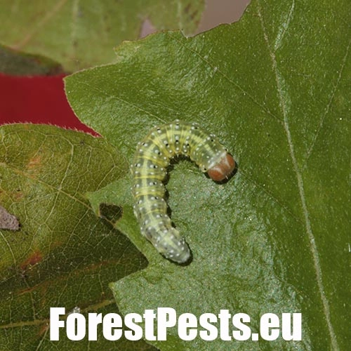 M&ocirc;rka dubov&aacute;