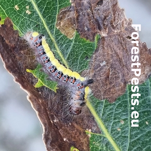 Mramorovka trnkov&aacute;