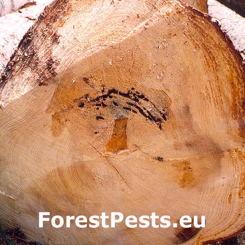 Mravce rodu Camponotus