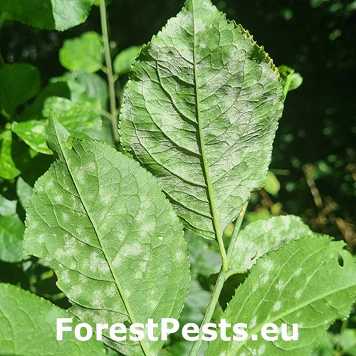 M&uacute;čnatka- Erysiphe euonymi