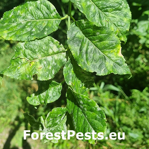 M&uacute;čnatka- Erysiphe euonymi