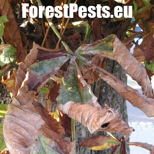 M&uacute;čnatka Erysiphe flexuosa