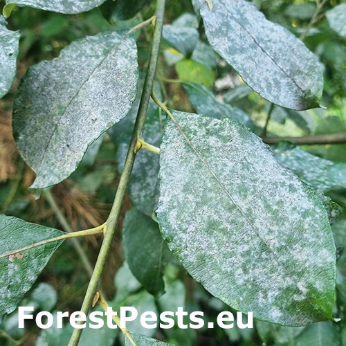 M&uacute;čnatka na vŕbach