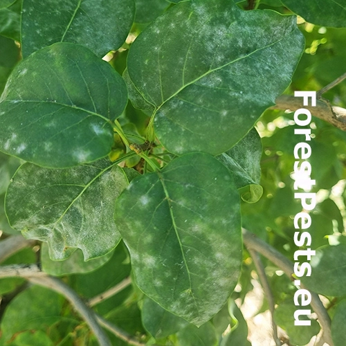 M&uacute;čnatka orgov&aacute;nov&aacute;