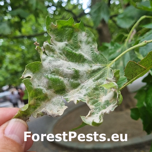 M&uacute;čnatka platanov&aacute;