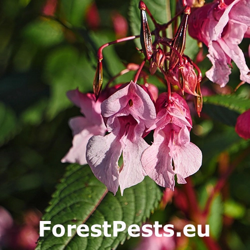 Net&yacute;kavka žliazkat&aacute;