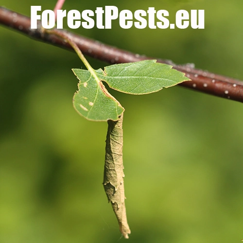 Nos&aacute;nik brezov&yacute;