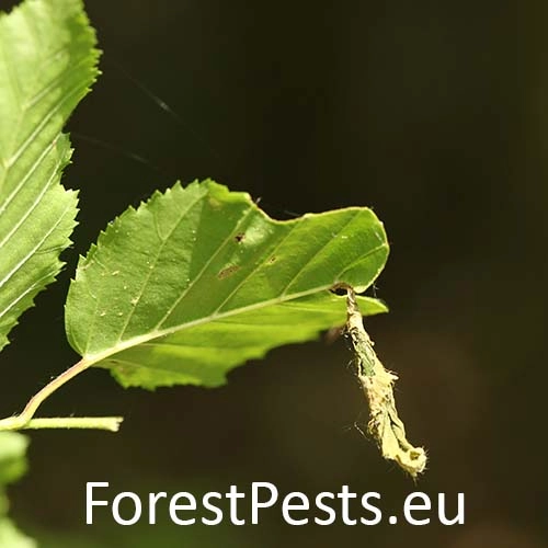 Nos&aacute;nik brezov&yacute;