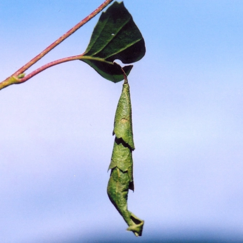 Nos&aacute;nik brezov&yacute;