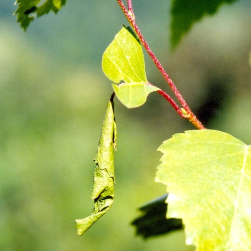 Nos&aacute;nik brezov&yacute;