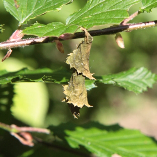 Nos&aacute;nik brezov&yacute;