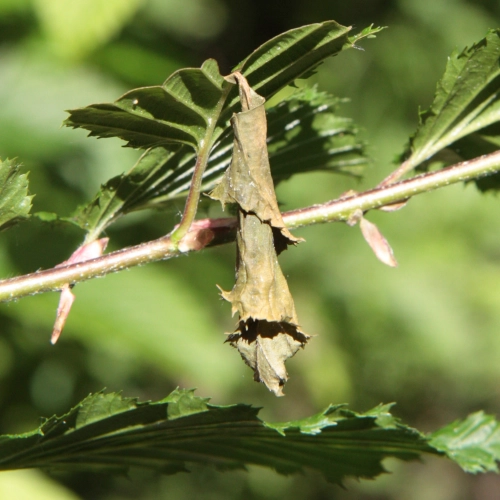 Nos&aacute;nik brezov&yacute;