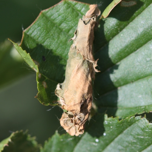 Nos&aacute;nik brezov&yacute;