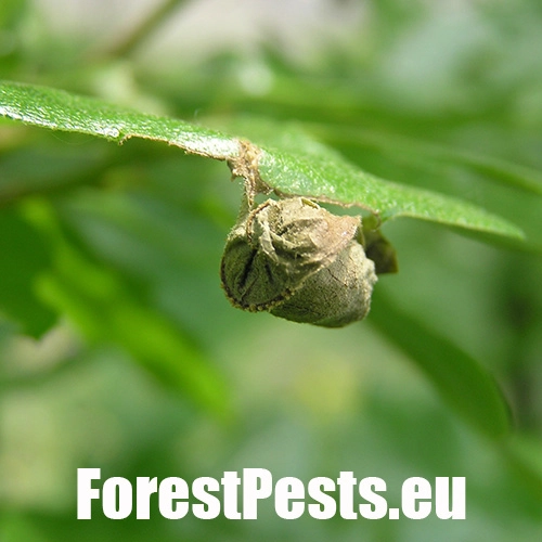 Nos&aacute;nik dubov&yacute;