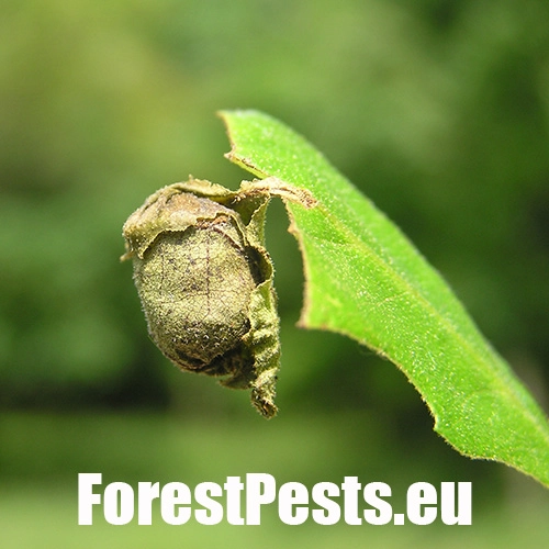 Nos&aacute;nik dubov&yacute;