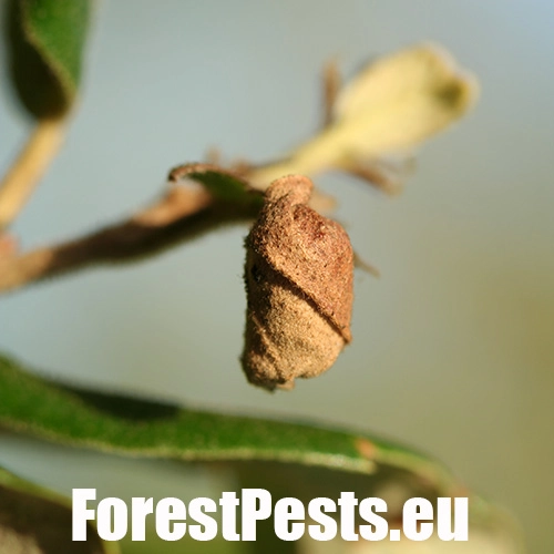 Nos&aacute;nik dubov&yacute;