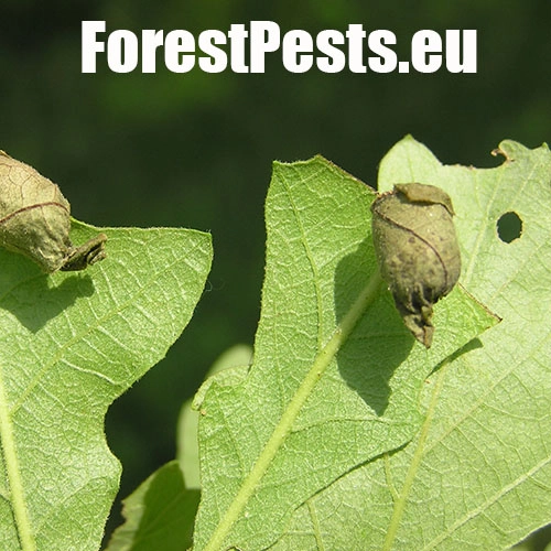 Nos&aacute;nik dubov&yacute;