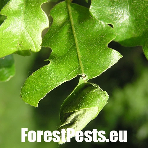 Nos&aacute;nik dubov&yacute;