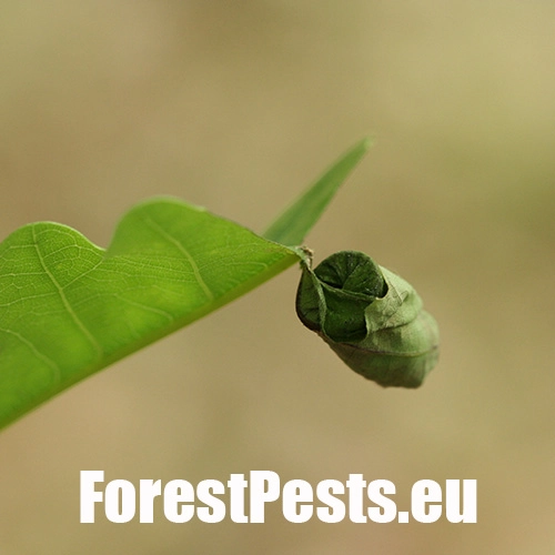 Nos&aacute;nik dubov&yacute;