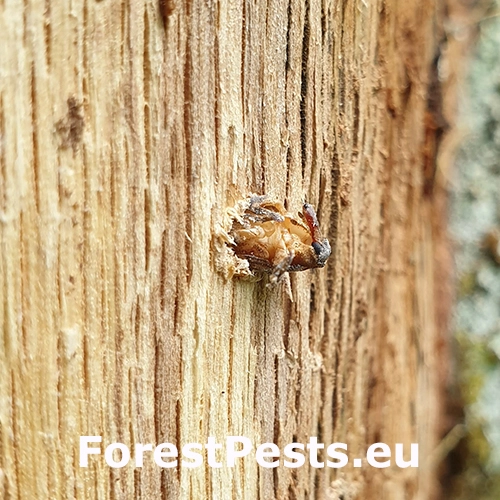 Krytonos Gasterocercus depressirostris