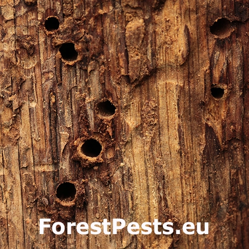 Krytonos Gasterocercus depressirostris