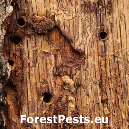 Krytonos Gasterocercus depressirostris