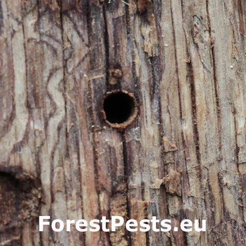 Krytonos Gasterocercus depressirostris