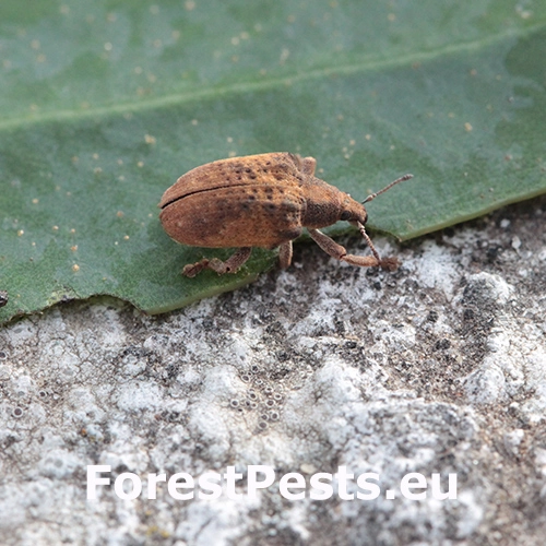 Nos&aacute;nik Gonipterus scutellatus