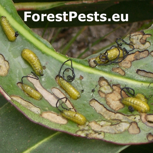 Nos&aacute;nik Gonipterus scutellatus