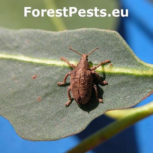 Nos&aacute;nik Gonipterus scutellatus