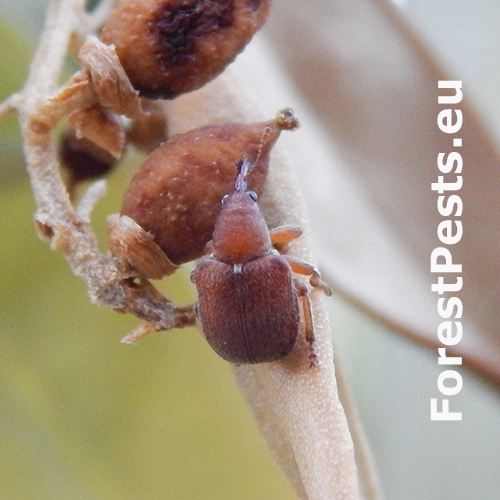 Nos&aacute;nik olivov&yacute;