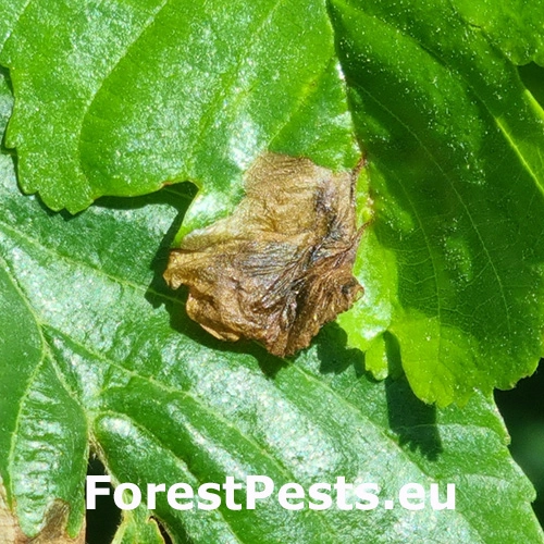 Nos&aacute;nik Orchestes testaceus