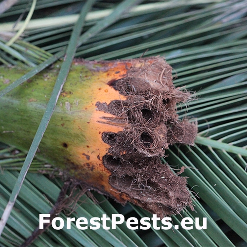 Nos&aacute;nik palmov&yacute;