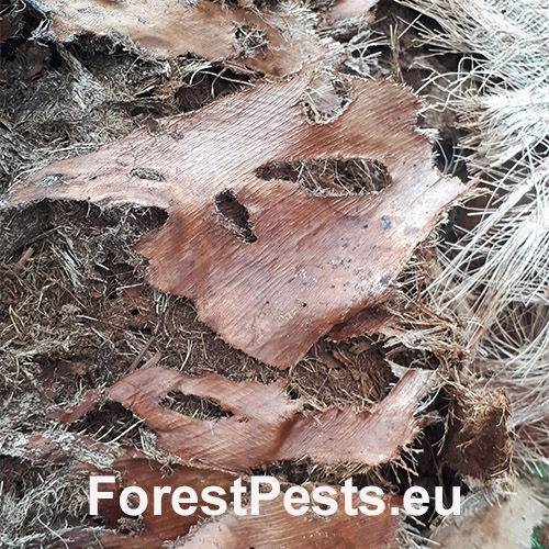 Nos&aacute;nik palmov&yacute;