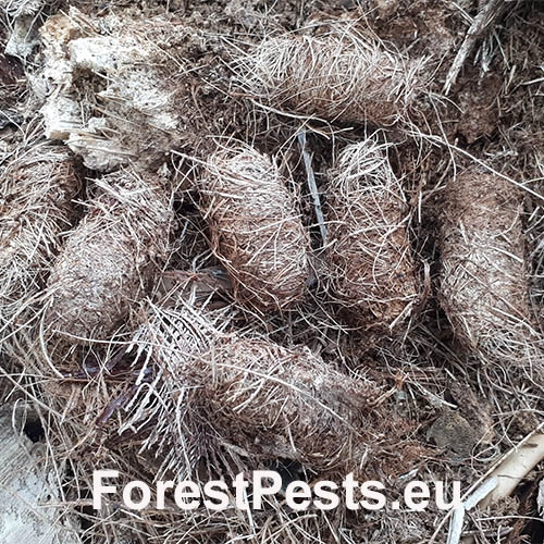 Nos&aacute;nik palmov&yacute;