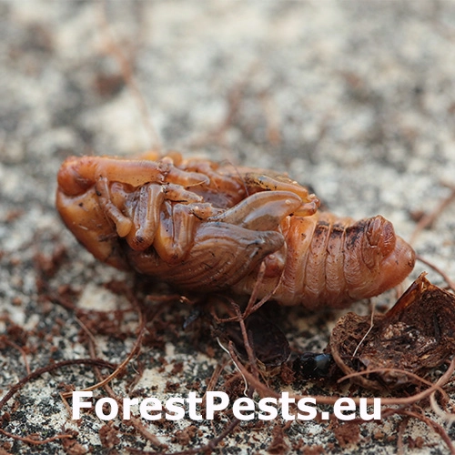 Nos&aacute;nik palmov&yacute;