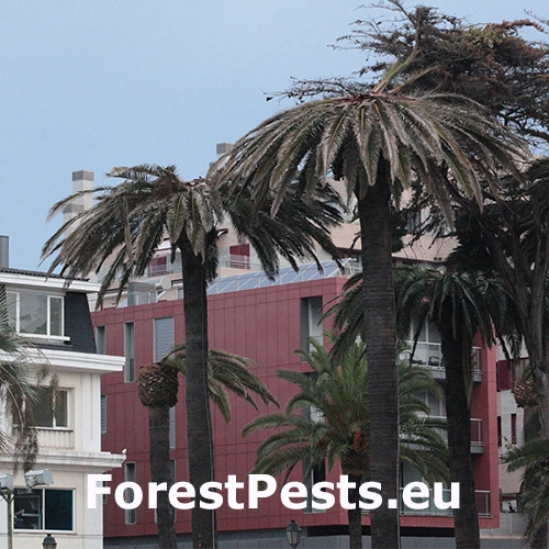 Nos&aacute;nik palmov&yacute;