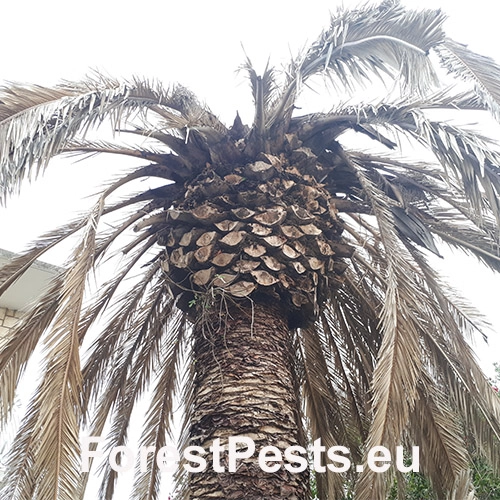 Nos&aacute;nik palmov&yacute;