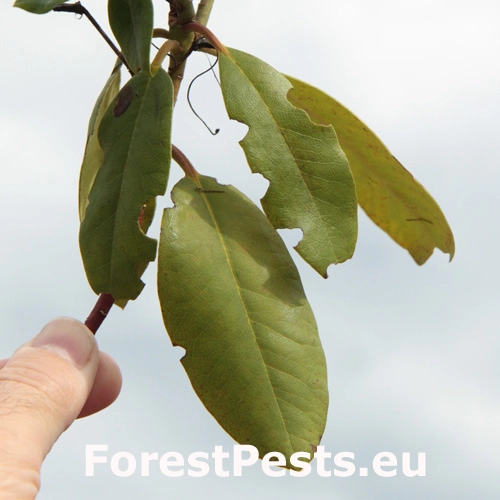 Nos&aacute;nik ryhovan&yacute;