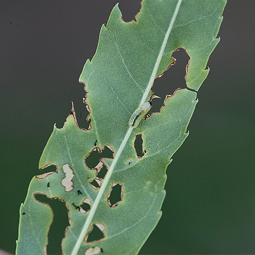 Nos&aacute;nik Stereonychus fraxini