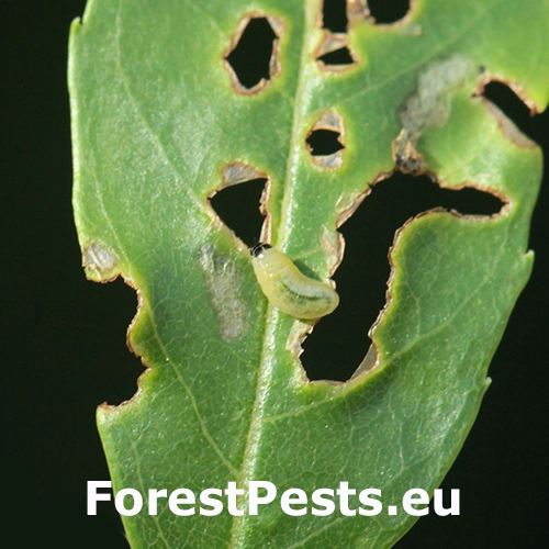 Nos&aacute;nik Stereonychus fraxini