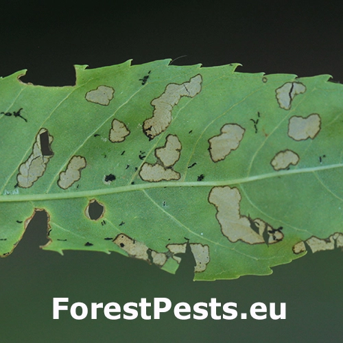 Nos&aacute;nik Stereonychus fraxini