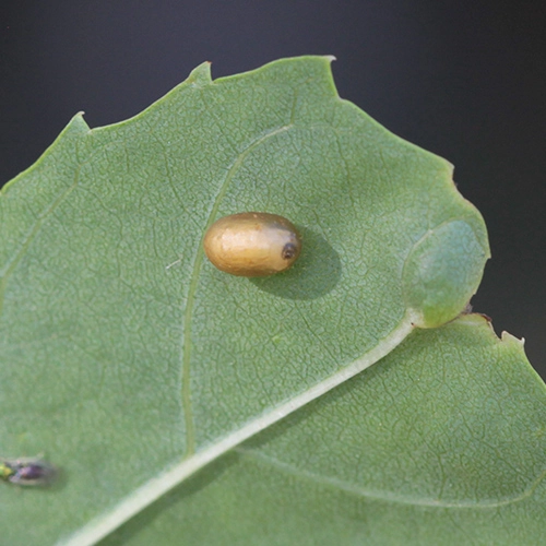 Nos&aacute;nik Stereonychus fraxini