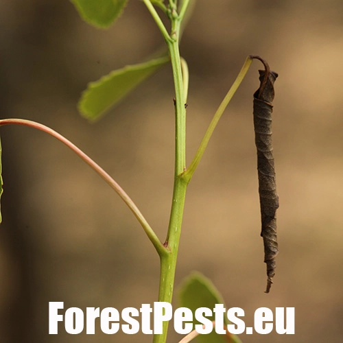 Nos&aacute;nik topoľov&yacute;