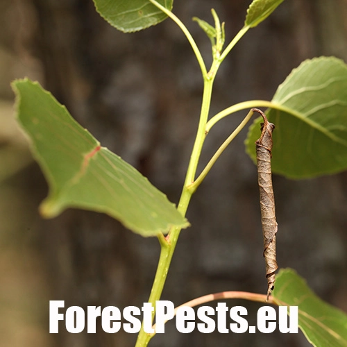 Nos&aacute;nik topoľov&yacute;