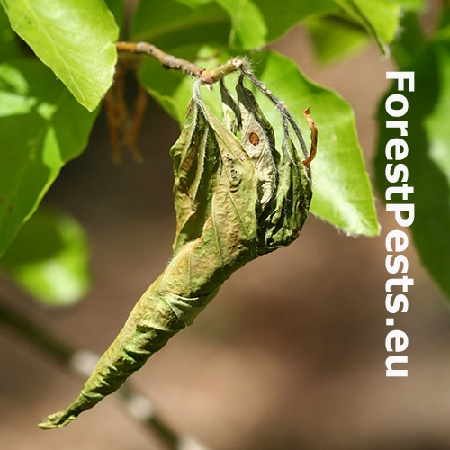 Nos&aacute;nik viničov&yacute;