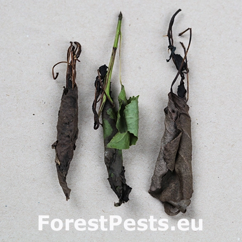 Nos&aacute;nik viničov&yacute;