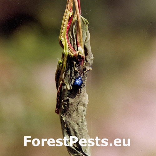 Nos&aacute;nik viničov&yacute;